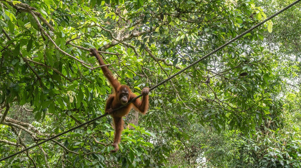 An orangutan in a bizarre pose among the green leaves of a tree. The primate holds onto branches and a stretched rope with its paws and looks down. Malaysia. Borneo. Sandakan. Rehabilitation Centre