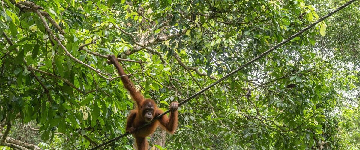 An orangutan in a bizarre pose among the green leaves of a tree. The primate holds onto branches and a stretched rope with its paws and looks down. Malaysia. Borneo. Sandakan. Rehabilitation Centre