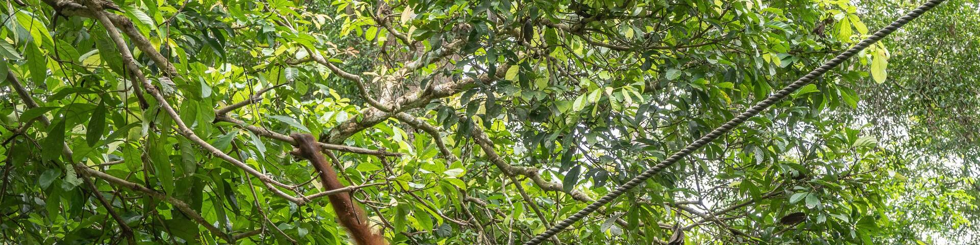 An orangutan in a bizarre pose among the green leaves of a tree. The primate holds onto branches and a stretched rope with its paws and looks down. Malaysia. Borneo. Sandakan. Rehabilitation Centre