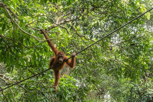 An orangutan in a bizarre pose among the green leaves of a tree. The primate holds onto branches and a stretched rope with its paws and looks down. Malaysia. Borneo. Sandakan. Rehabilitation Centre
