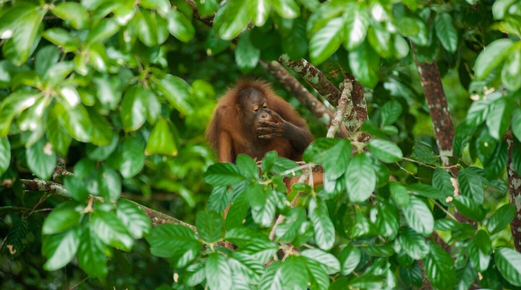Rainforest Discovery Centre featuring cuddly or friendly animals and forests