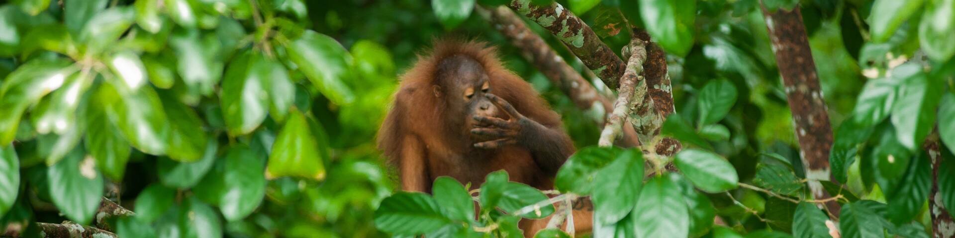 Rainforest Discovery Centre featuring cuddly or friendly animals and forests