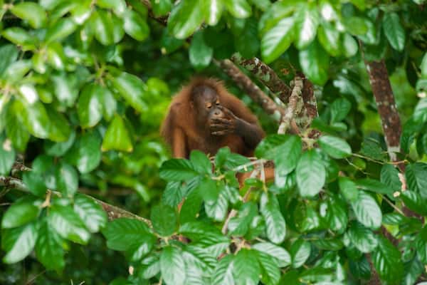 Rainforest Discovery Centre featuring cuddly or friendly animals and forests