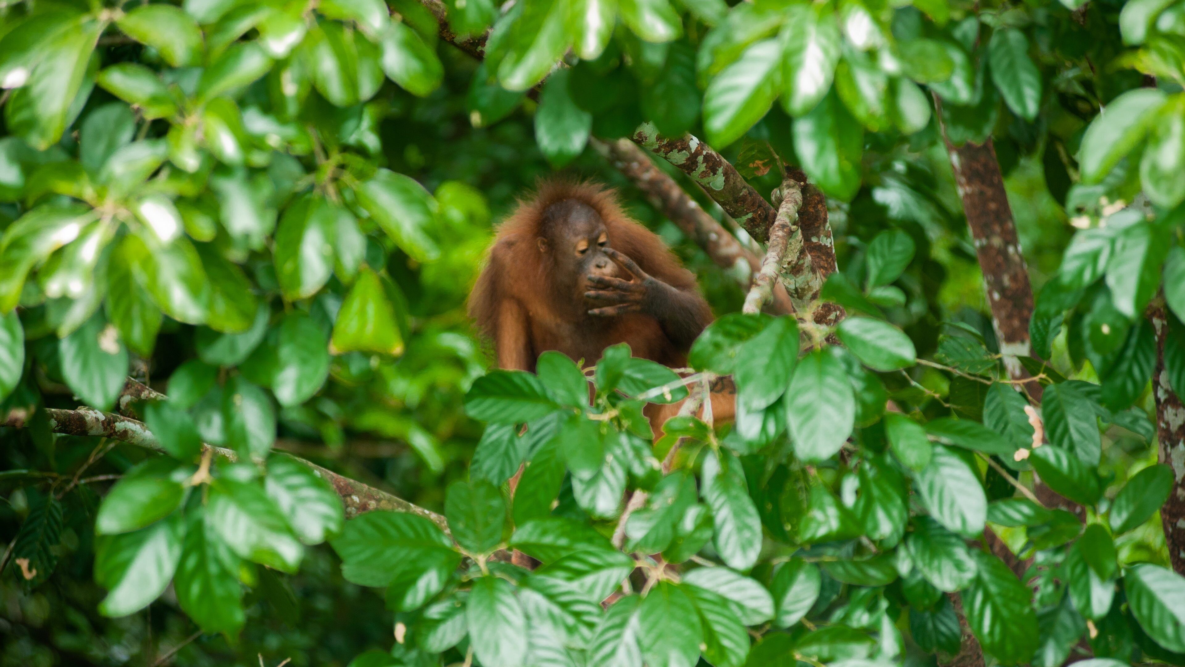 An orangutan in a dense green forest.