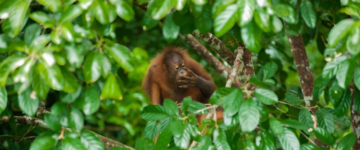 An orangutan in a dense green forest.