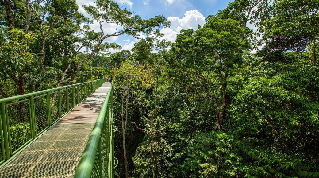 Rainforest Discovery Centre showing forest scenes and a bridge