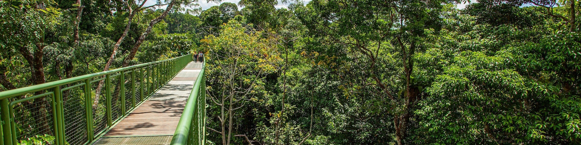 Rainforest Discovery Centre showing forest scenes and a bridge
