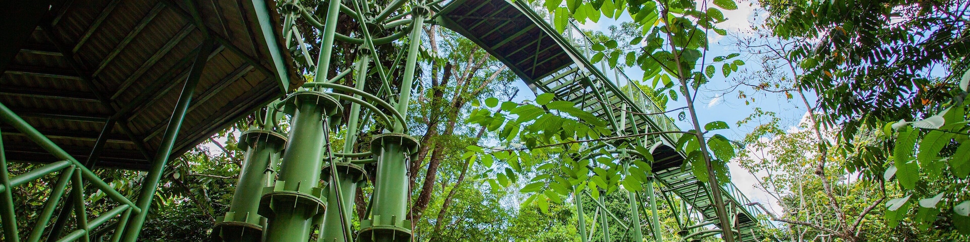 Rainforest Discovery Centre featuring a bridge