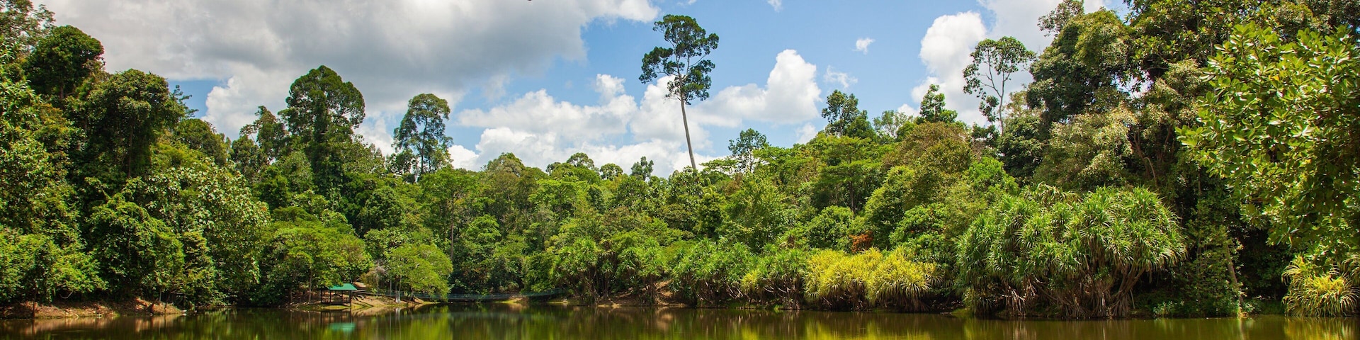 Rainforest Discovery Centre showing a lake or waterhole