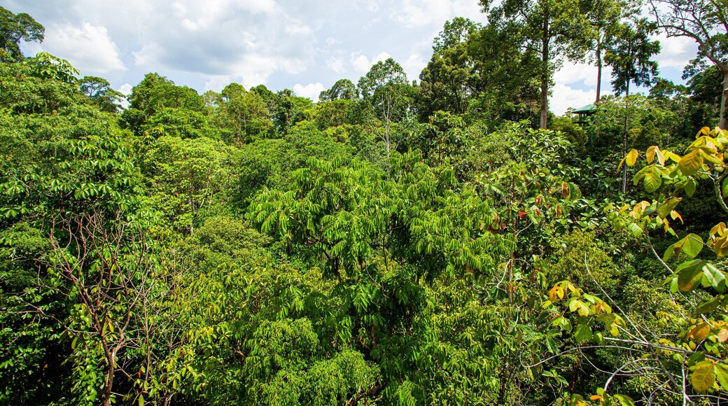 Rainforest Discovery Centre showing forest scenes