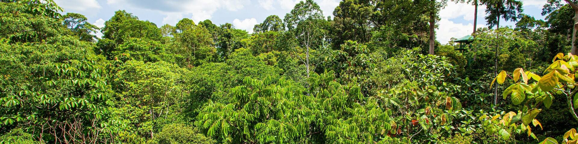 Rainforest Discovery Centre showing forest scenes