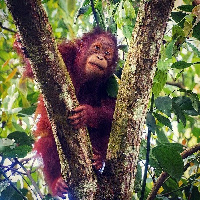 We struck it lucky stumbling across 6 wild Orangutans close to the entrance of the Gomantong Caves. It was a real treat to watch the young ones mess around in the same way human kids might – they also have a naughty streak!

#Orangutans #apes #wildlife #Sabah #Borneo #Malaysia