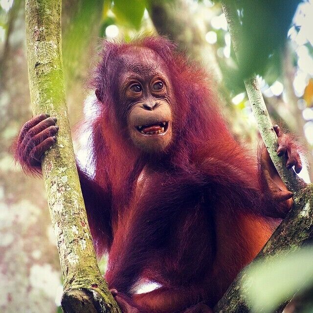 We struck it lucky stumbling across 6 wild Orangutans close to the entrance of the Gomantong Caves. It was a real treat to watch the young ones mess around in the same way human kids might – they also have a naughty streak!  

#Orangutans #apes #wildlife #Sabah #Borneo #Malaysia