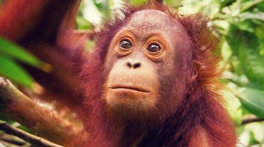 We struck it lucky stumbling across 6 wild Orangutans close to the entrance of the Gomantong Caves. It was a real treat to watch the young ones mess around in the same way human kids might – they also have a naughty streak!
#Orangutans #apes #wildlife #Sabah #Borneo #Malaysia