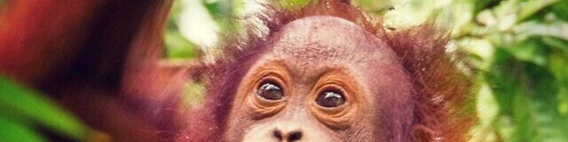 We struck it lucky stumbling across 6 wild Orangutans close to the entrance of the Gomantong Caves. It was a real treat to watch the young ones mess around in the same way human kids might – they also have a naughty streak!
#Orangutans #apes #wildlife #Sabah #Borneo #Malaysia