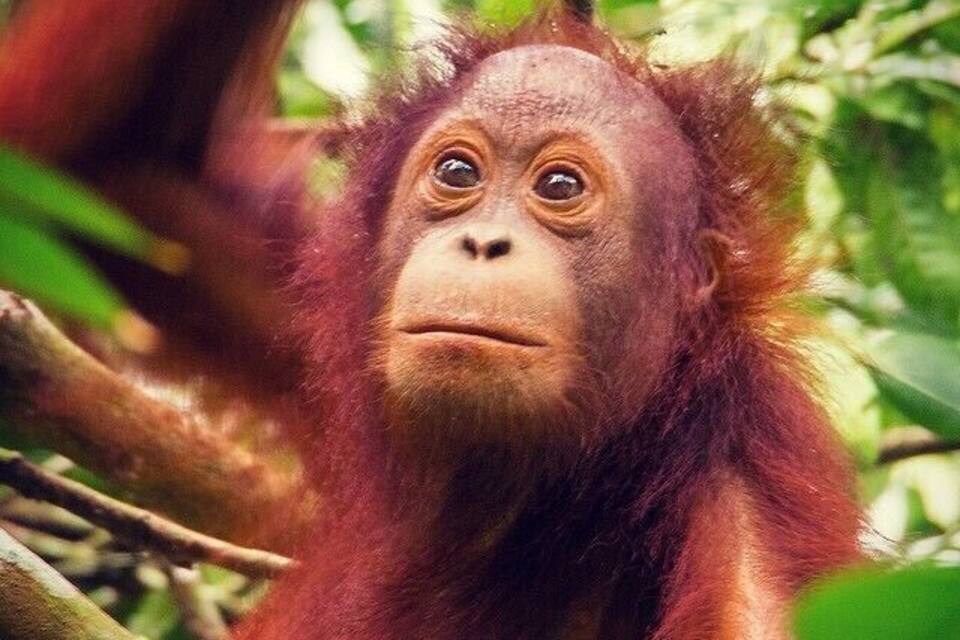 Un orang-outan dans une zone boisée, caractérisée par un feuillage et des branches denses.