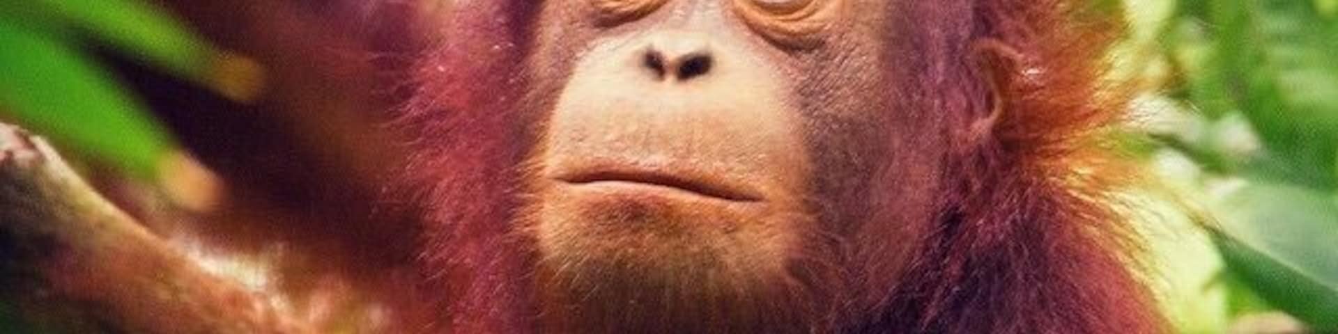 We struck it lucky stumbling across 6 wild Orangutans close to the entrance of the Gomantong Caves. It was a real treat to watch the young ones mess around in the same way human kids might – they also have a naughty streak!  
#Orangutans #apes #wildlife #Sabah #Borneo #Malaysia