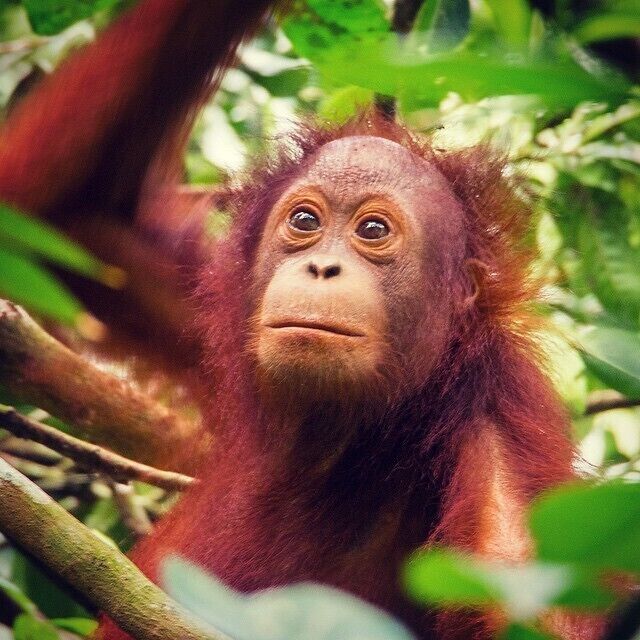 An orangutan in a forested area with dense foliage and branches.