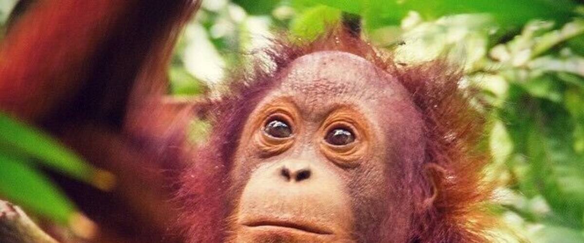 An orangutan in a forested area with dense foliage and branches.