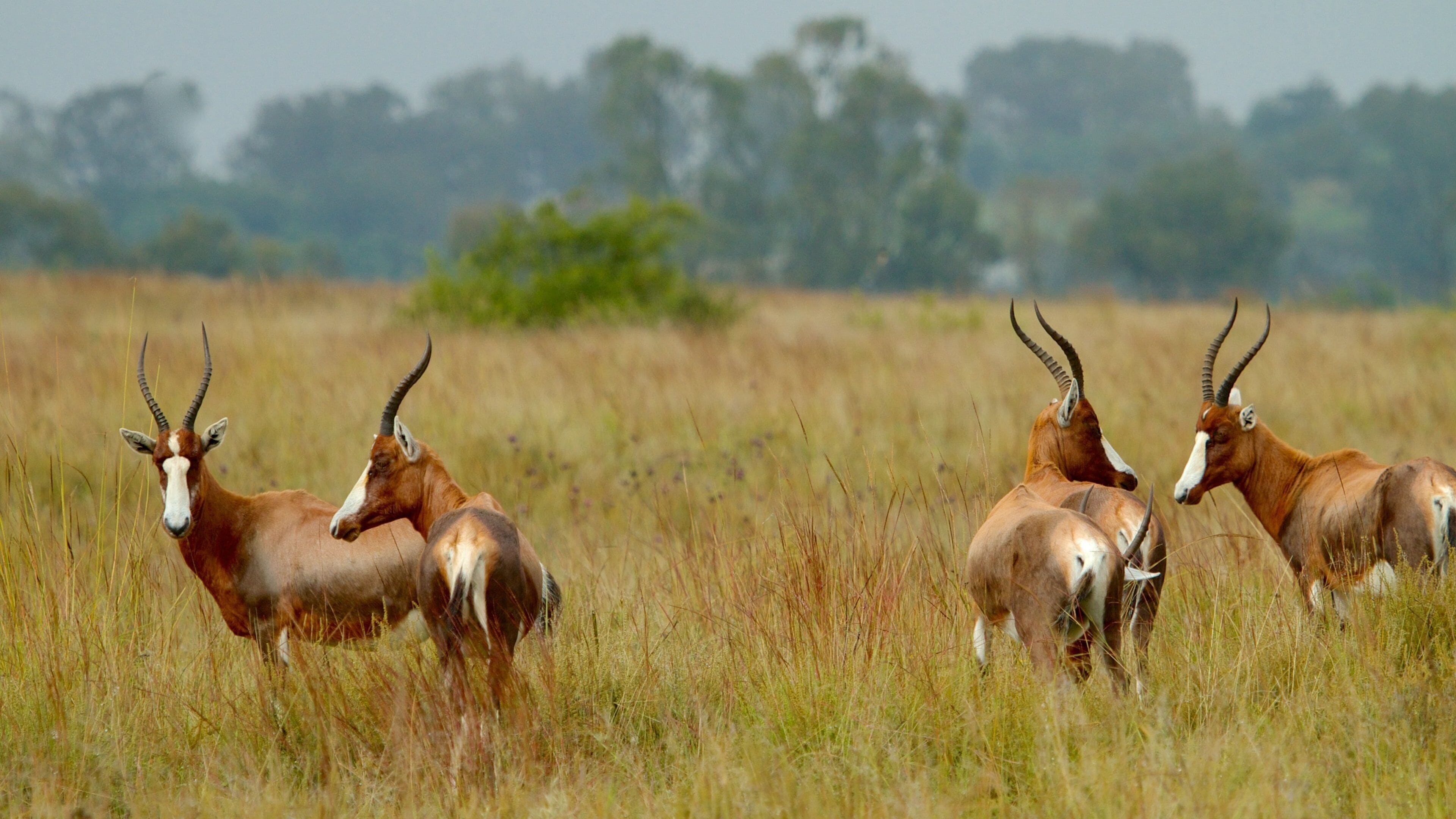 Rietvlei Nature Reserve johon kuuluu maaeläimet ja maisemat