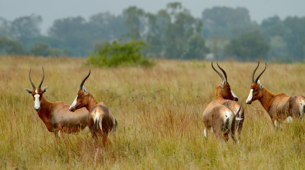 Rietvlei Nature Reserve johon kuuluu maaeläimet ja maisemat