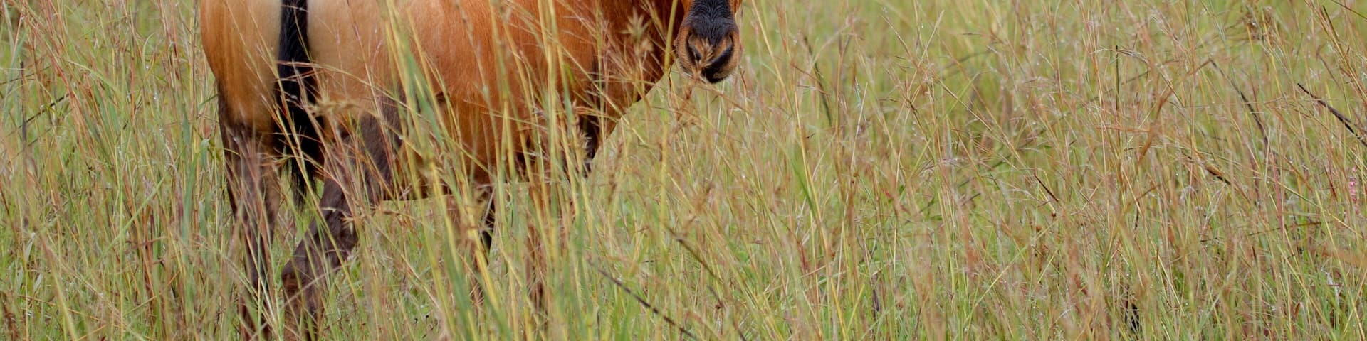 Rietvlei Nature Reserve showing land animals