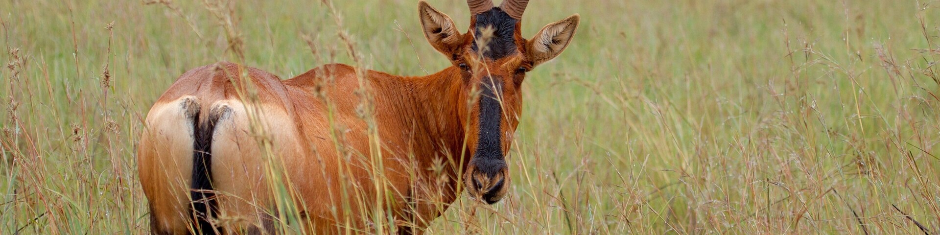 Rietvlei Nature Reserve showing land animals