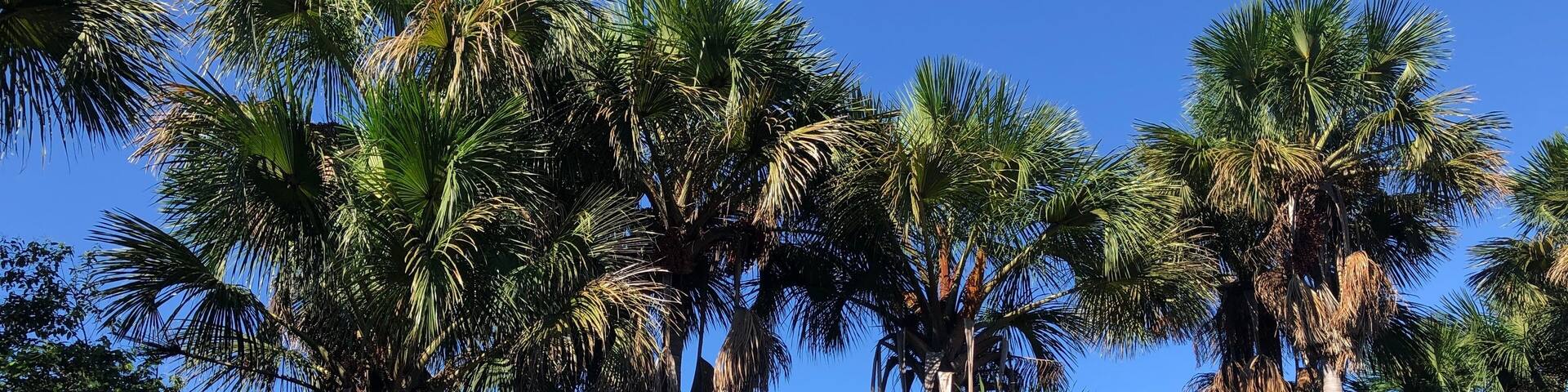 Tall palm trees, a river, and a clear blue sky.