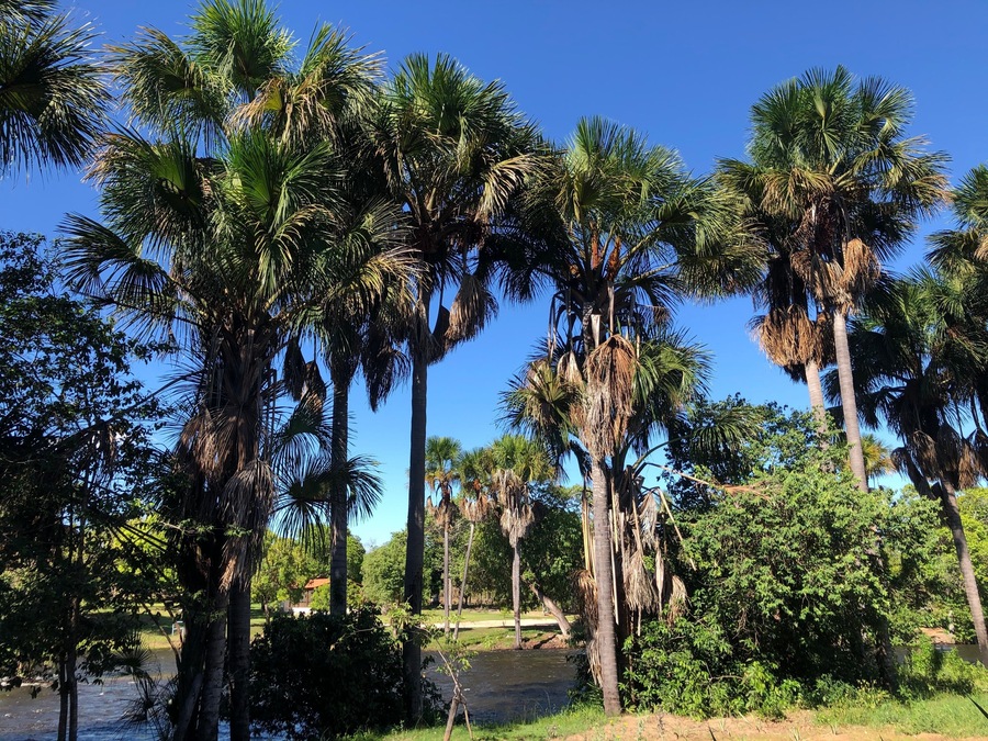 Tall palm trees, a river, and a clear blue sky.