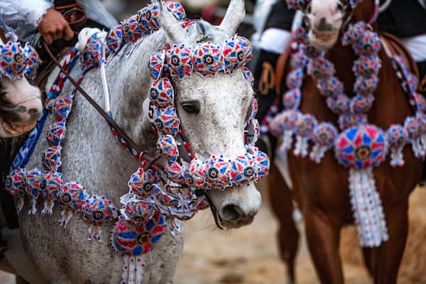 cavallo bianco con tutte le bardature in occasione di una festa tradizionale del paese