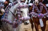 cavallo bianco con tutte le bardature in occasione di una festa tradizionale del paese