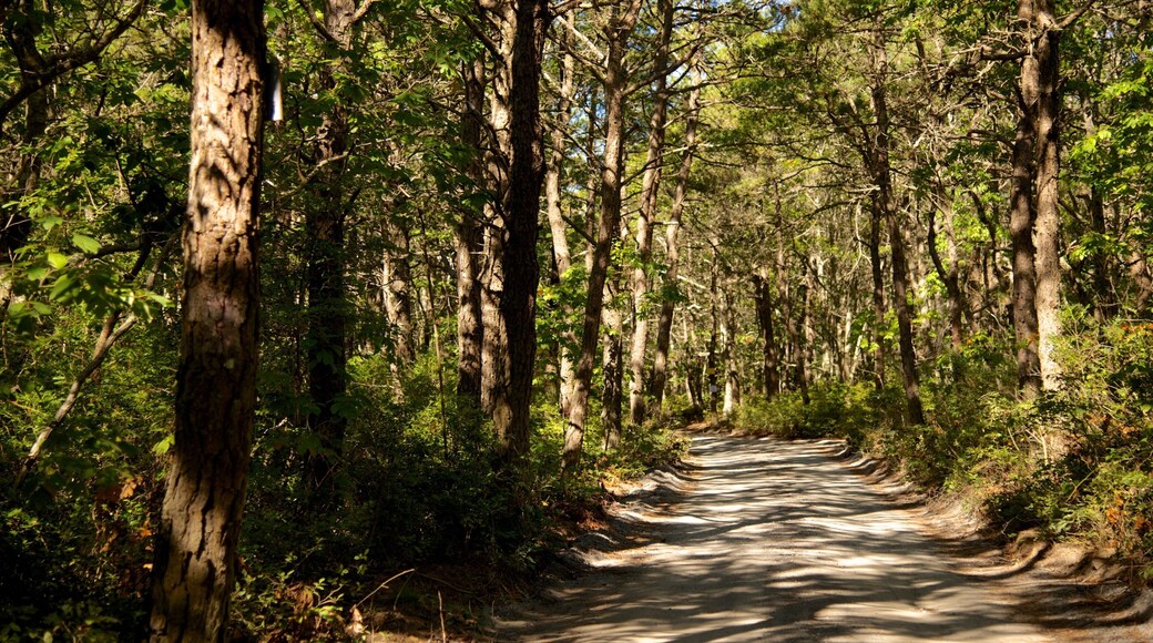 South Cape Beach State Park showing forest scenes