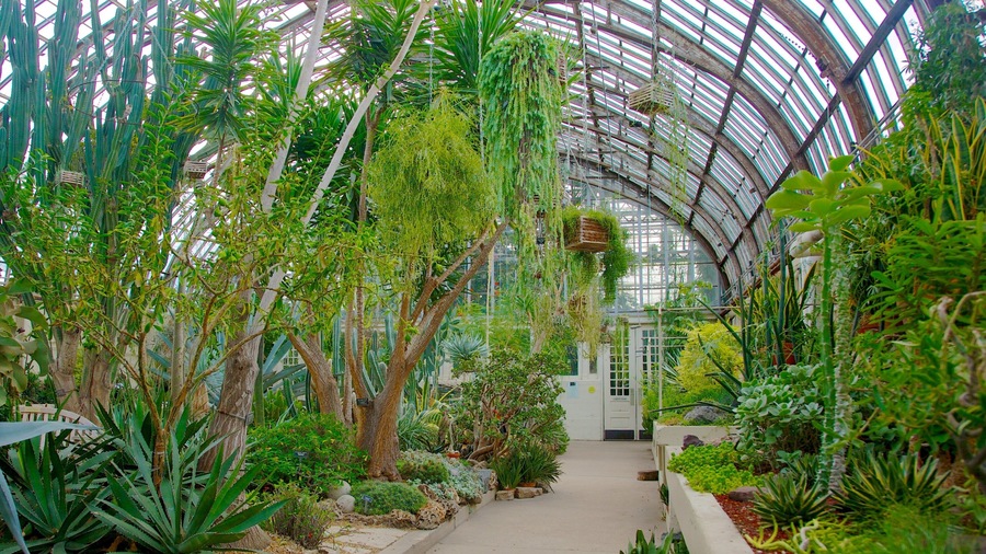 Discover the lush greenery and tranquil environment at Garfield Park Conservatory in Chicago, Illinois, showcasing diverse plant life