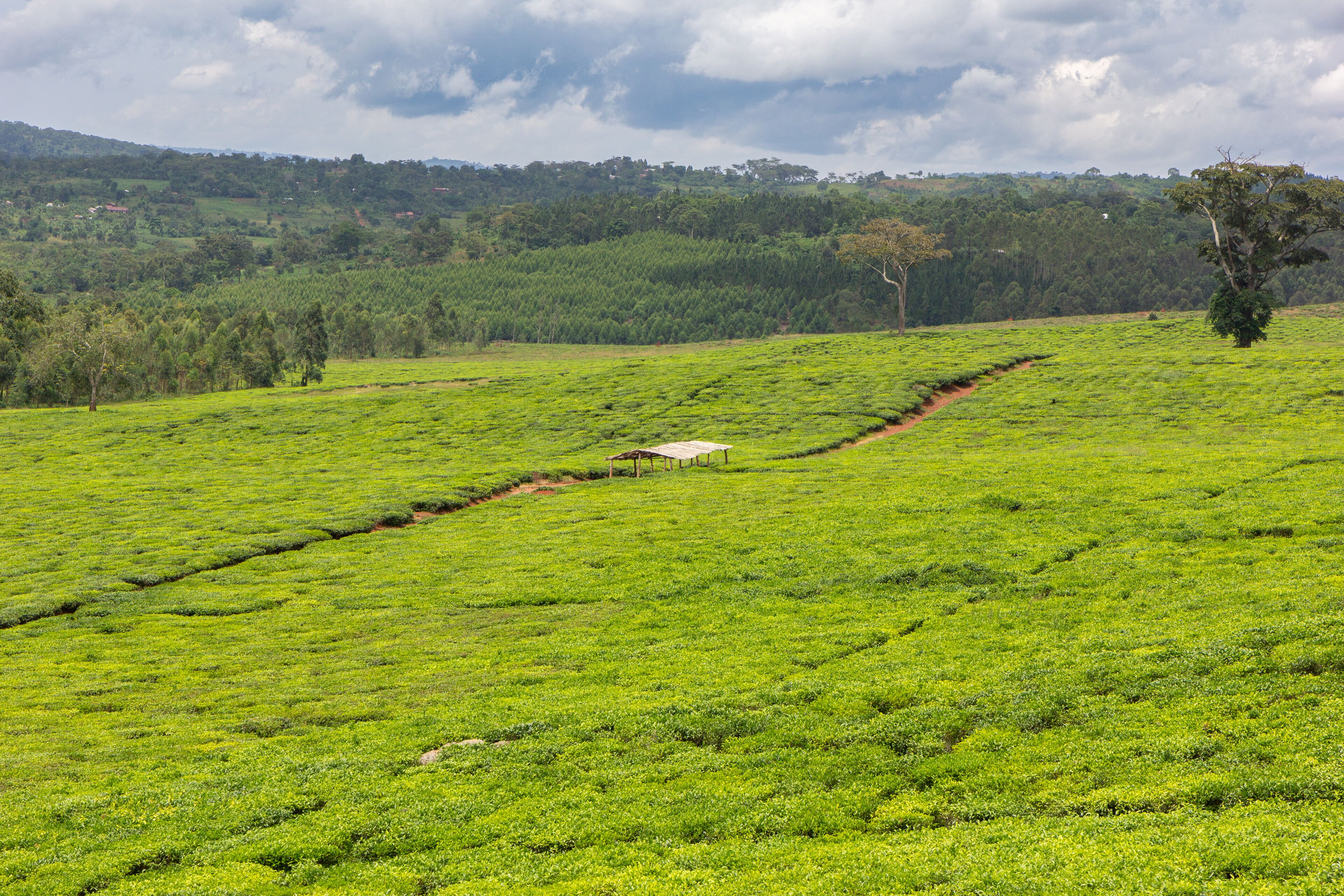 A tea plantation near the Ssezibwa Falls, District of Mukono, Uganda.