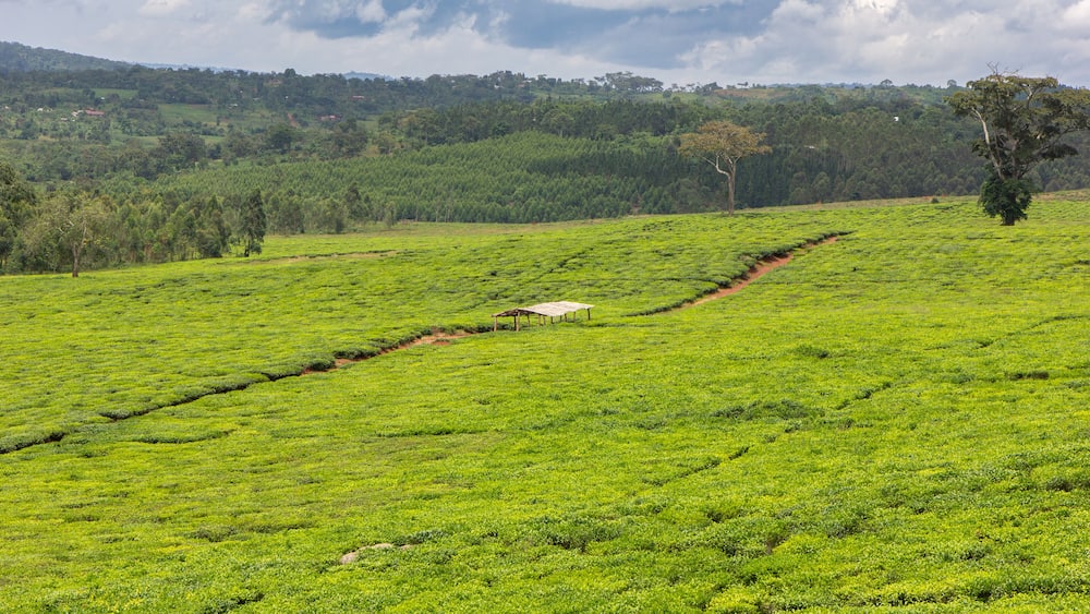 A tea plantation near the Ssezibwa Falls, District of Mukono, Uganda.
