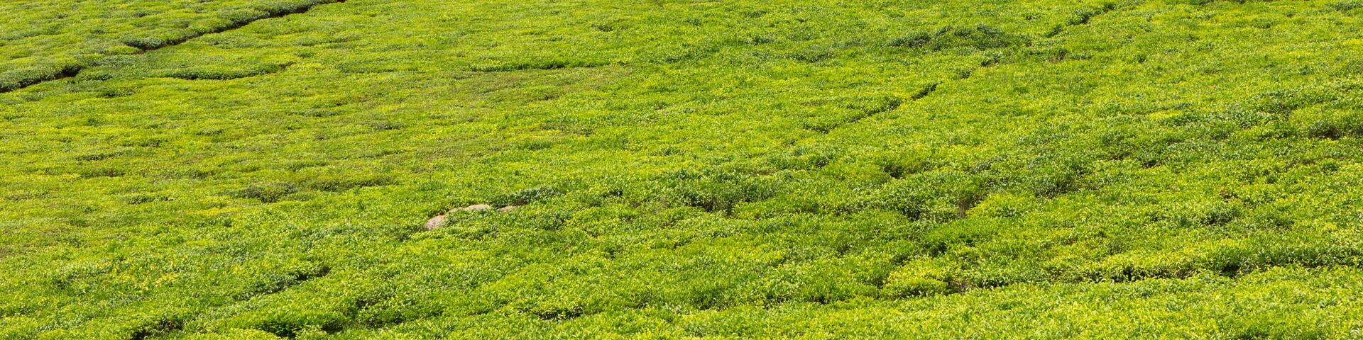 A tea plantation near the Ssezibwa Falls, District of Mukono, Uganda.