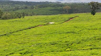A tea plantation near the Ssezibwa Falls, District of Mukono, Uganda.