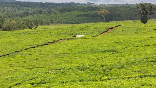 A tea plantation near the Ssezibwa Falls, District of Mukono, Uganda.