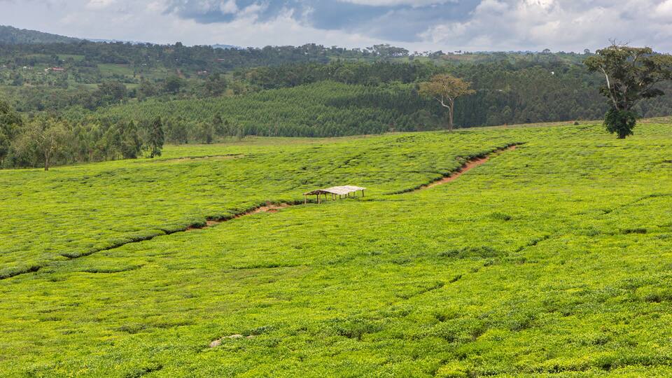 A lush green tea plantation with terraced fields and a small structure in the center.