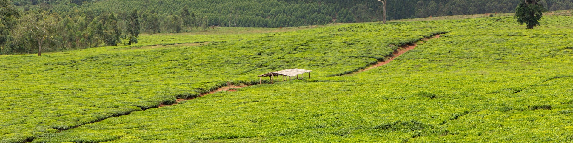 A tea plantation near the Ssezibwa Falls, District of Mukono, Uganda.