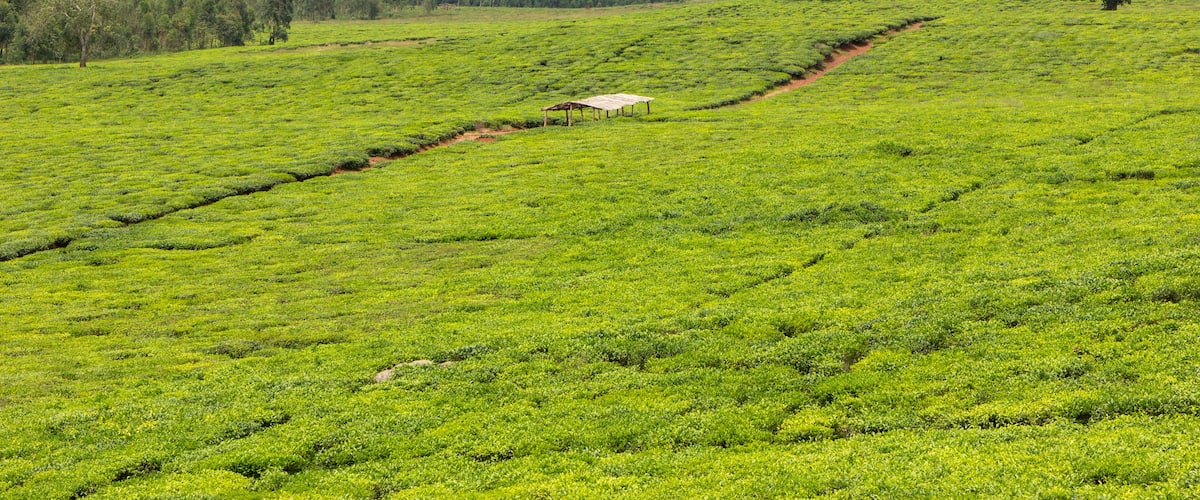 A lush green tea plantation with terraced fields and a small structure in the center.