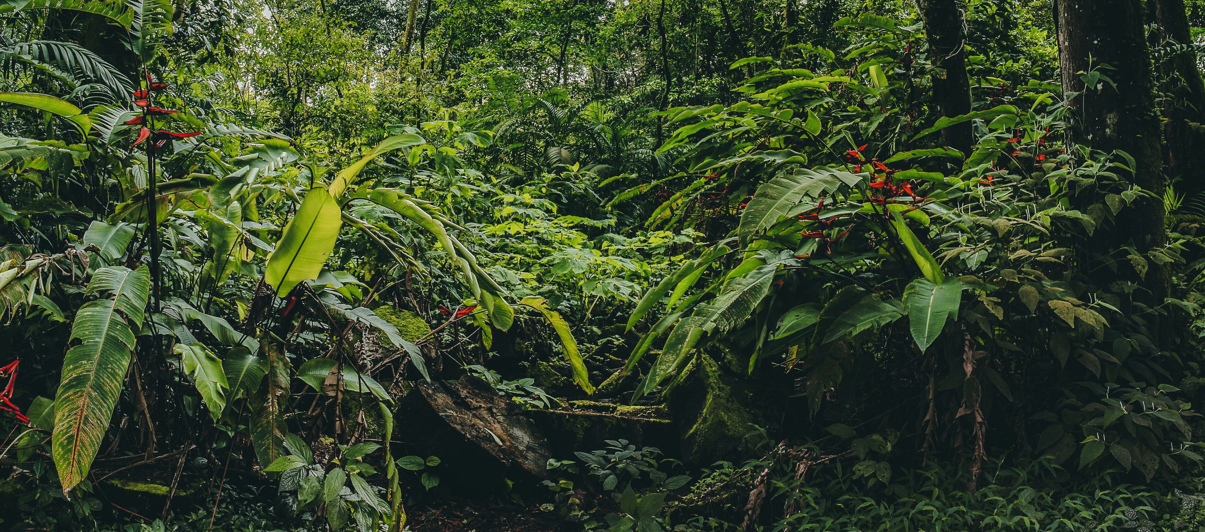 Central America Rainforest Jungle panorama, Costa Ricaa