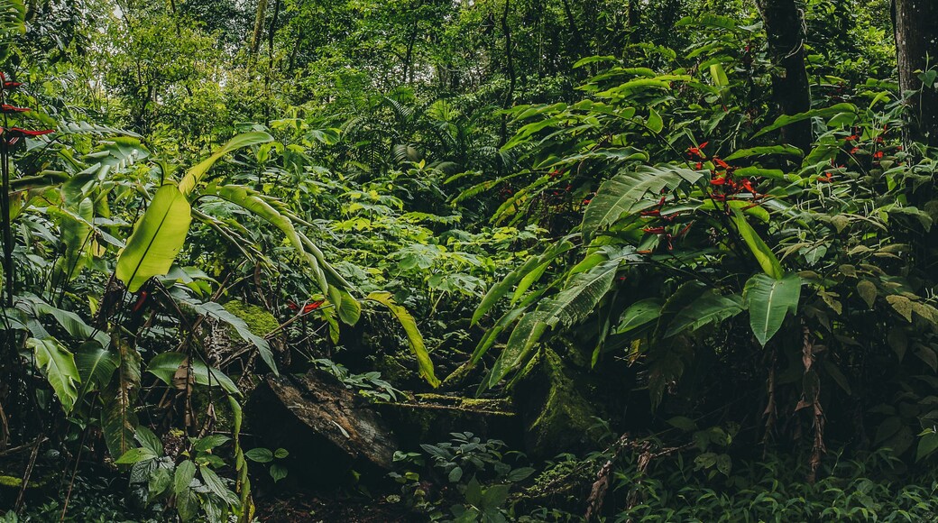 Central America Rainforest Jungle panorama, Costa Ricaa