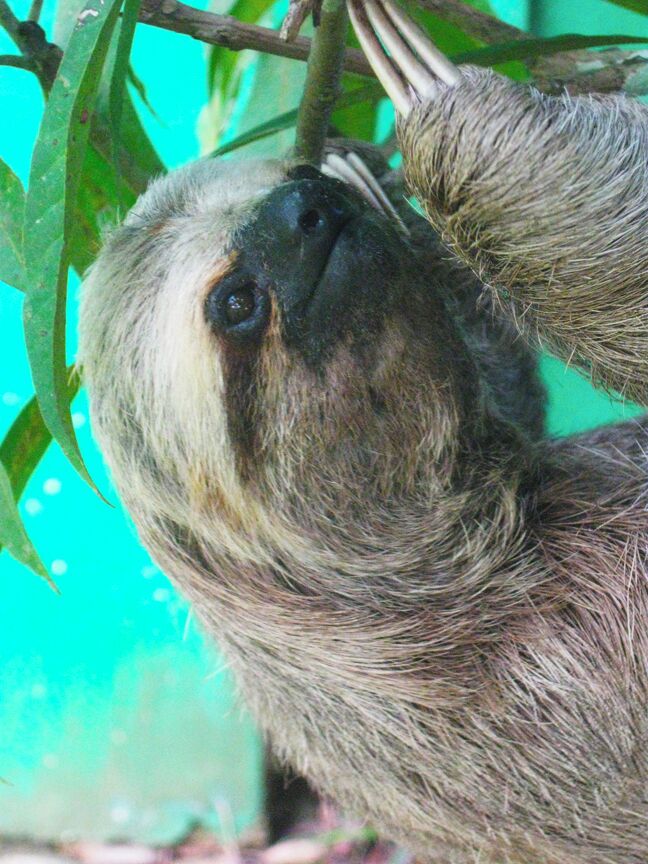 Sloth on a tree at Iguana Turismo's Juma Lake lodge. #wildlife