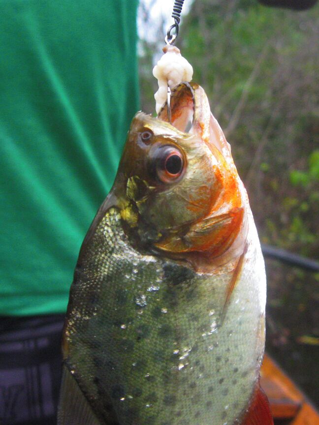 Piranha fishing with Iguana Turismo.