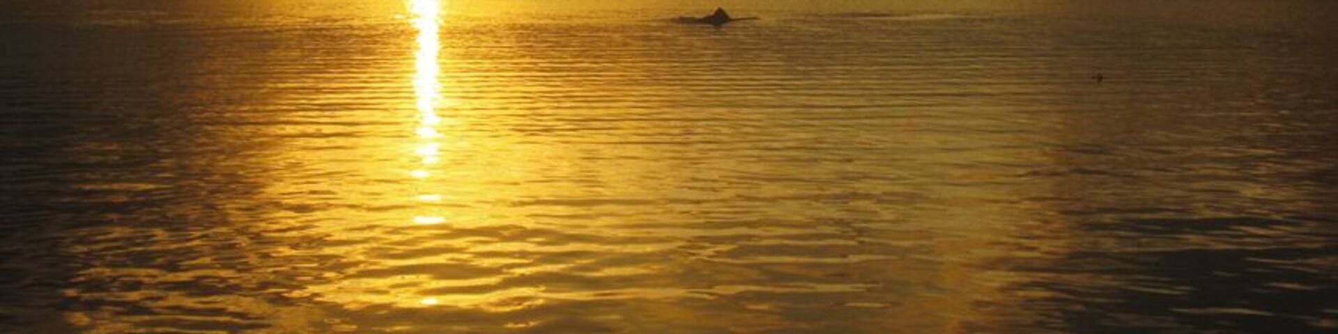 Pink dolphins in the Amazon River. #goldenhour