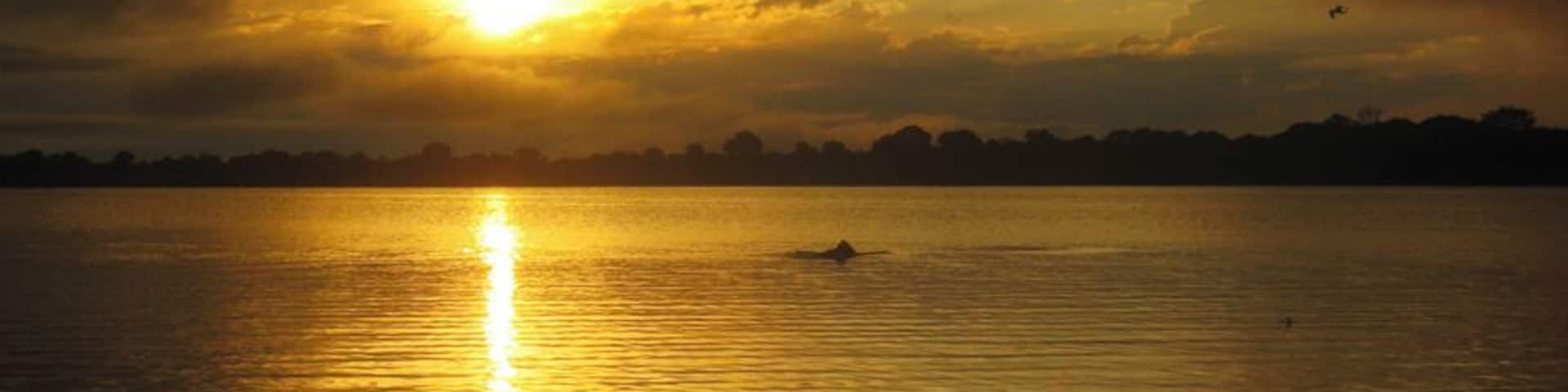 Pink dolphins in the Amazon River. #goldenhour