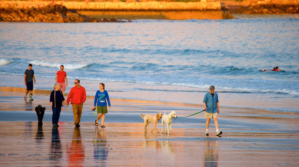Gooch\'s Beach showing cuddly or friendly animals, a beach and general coastal views