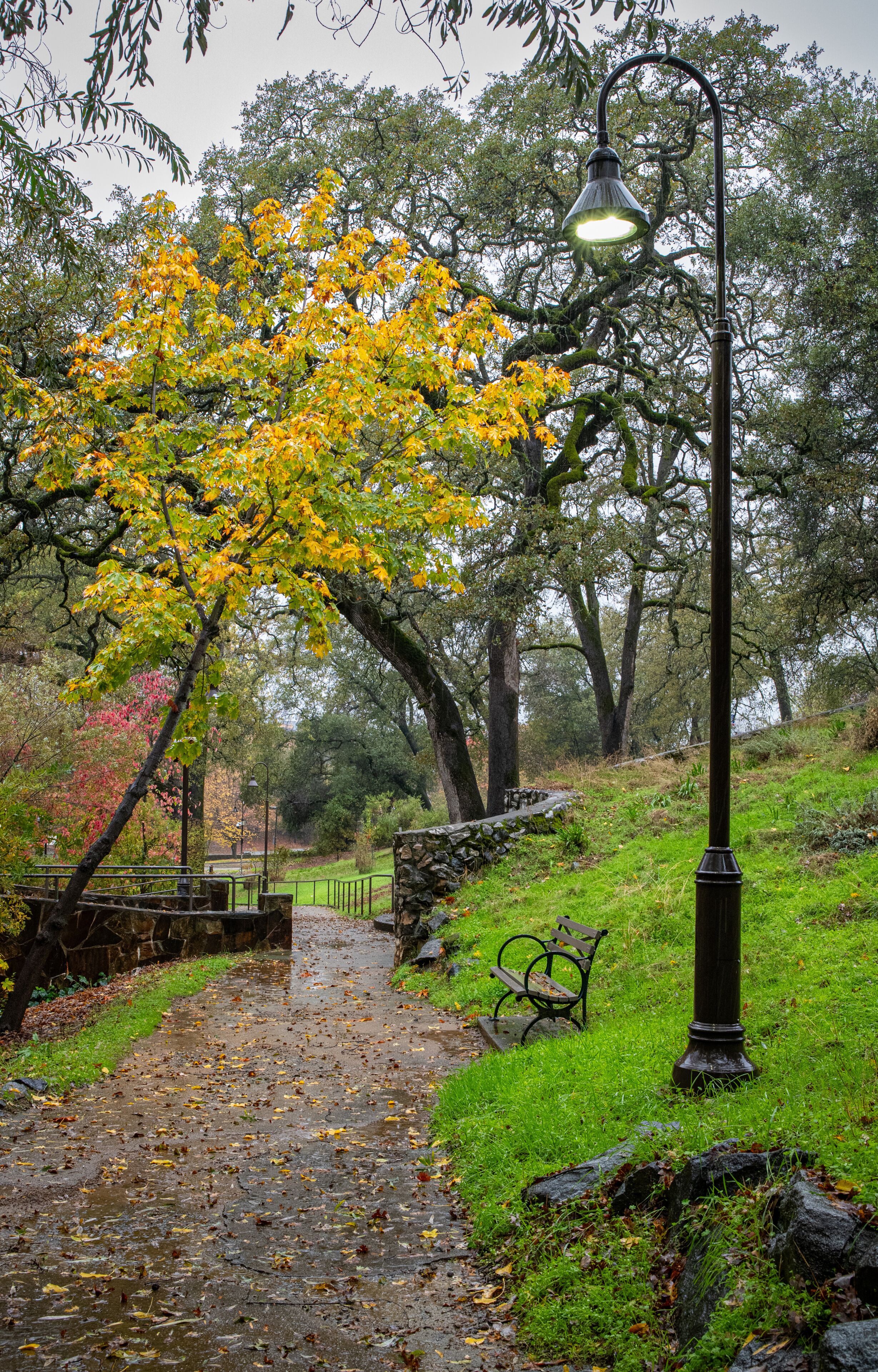 Vertical atmospheric photo of quiet park scene with autumn yellow leaves in the rain with trees, walkway, rocks, bench and lightpost in Auburn, California, U.S.A.