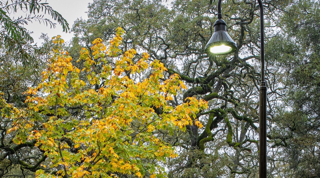 Vertical atmospheric photo of quiet park scene with autumn yellow leaves in the rain with trees, walkway, rocks, bench and lightpost in Auburn, California, U.S.A.